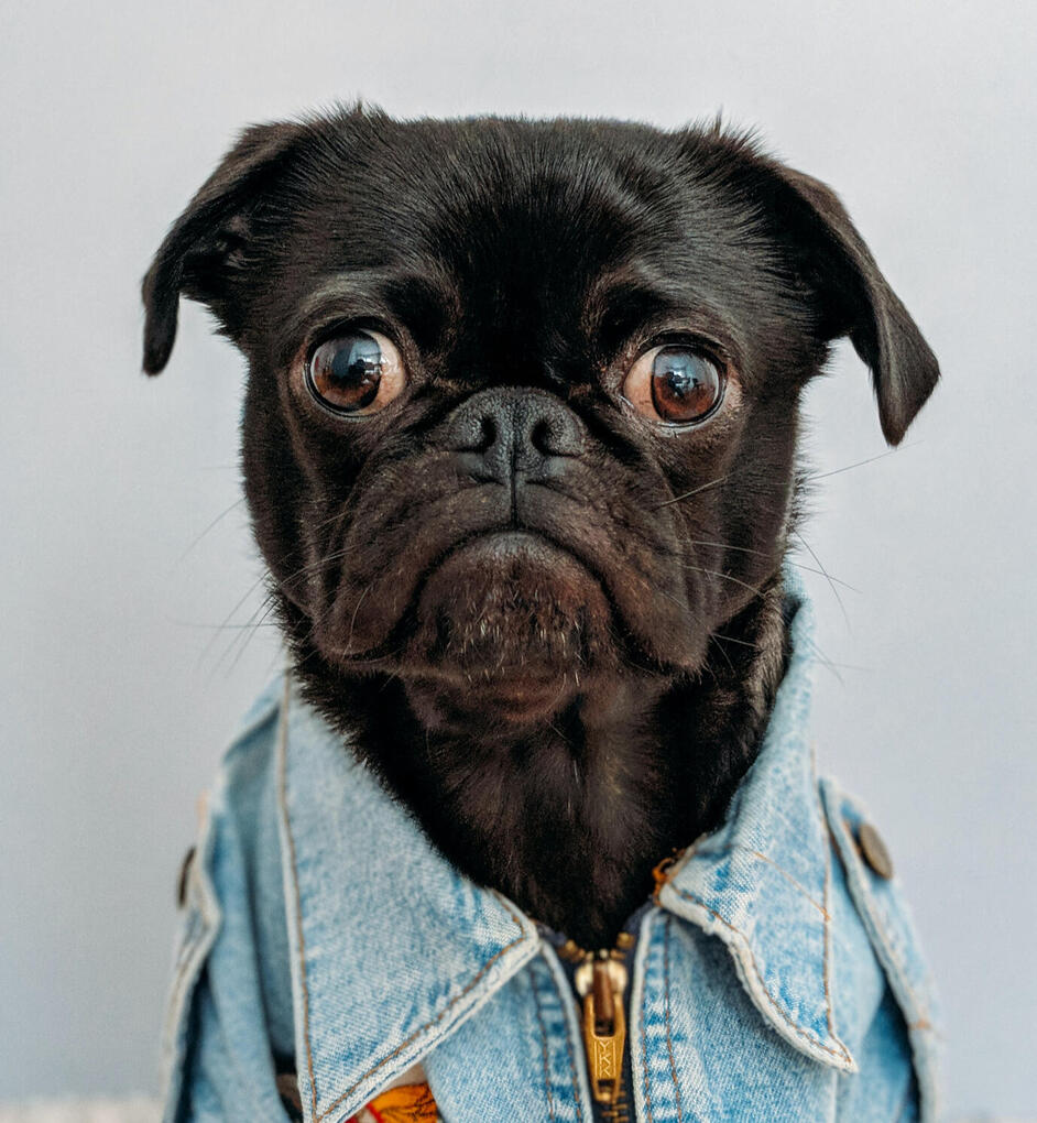 Rex : Loyal and Reliable CI/CD Automation